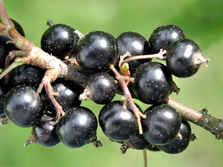Black Oak Currant Fragrance Oil 15030
