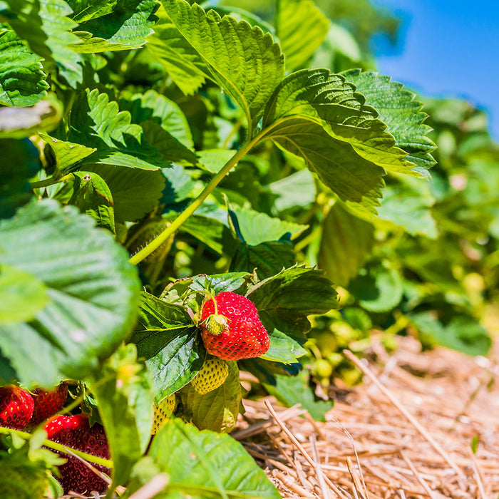 Sun Ripened Strawberry Fragrance Oil 421