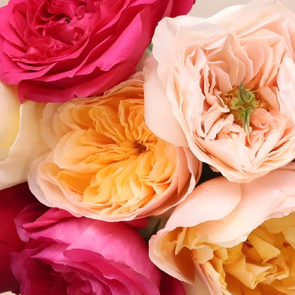 Assorted David Austin Garden Roses Close Up - Image