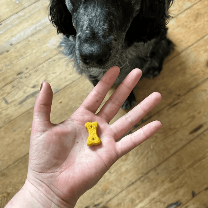 A hand is pictured with a bone shaped treat in the palm, with a dog's nose visibly waiting for the treat, the rest of the face is not visible. The dog is sat on a wooden floor.