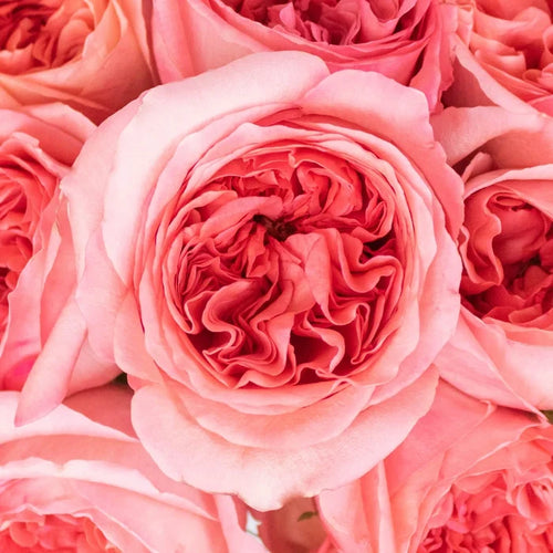 Pink Expression Garden Roses Up Close