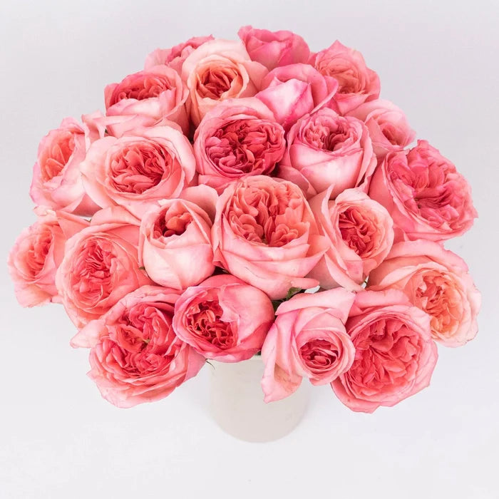 Pink Expression Garden Roses in Vase