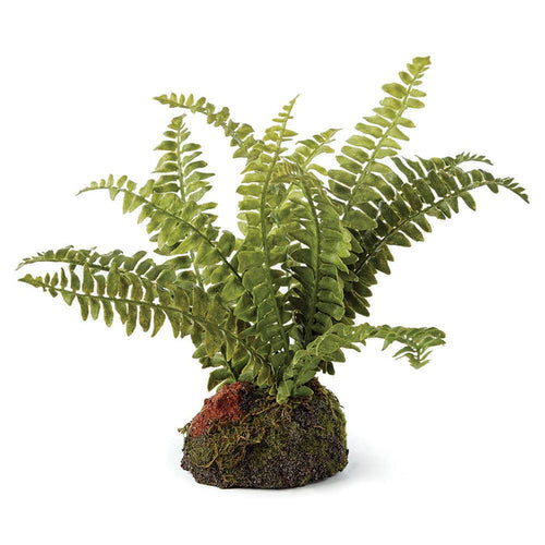 Boston Fern Drop-In 7" - Magnolia Lane co. Home + Garden + Gift