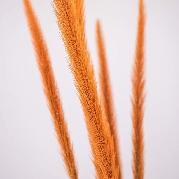 Brown Dried Pennisetum Flower Up Close