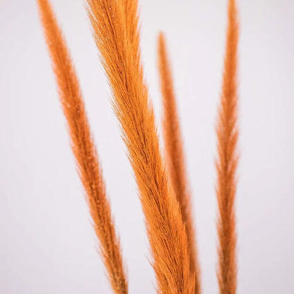 Brown Dried Pennisetum Flower Up Close