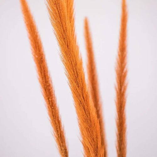 Brown Dried Pennisetum Flower Up Close