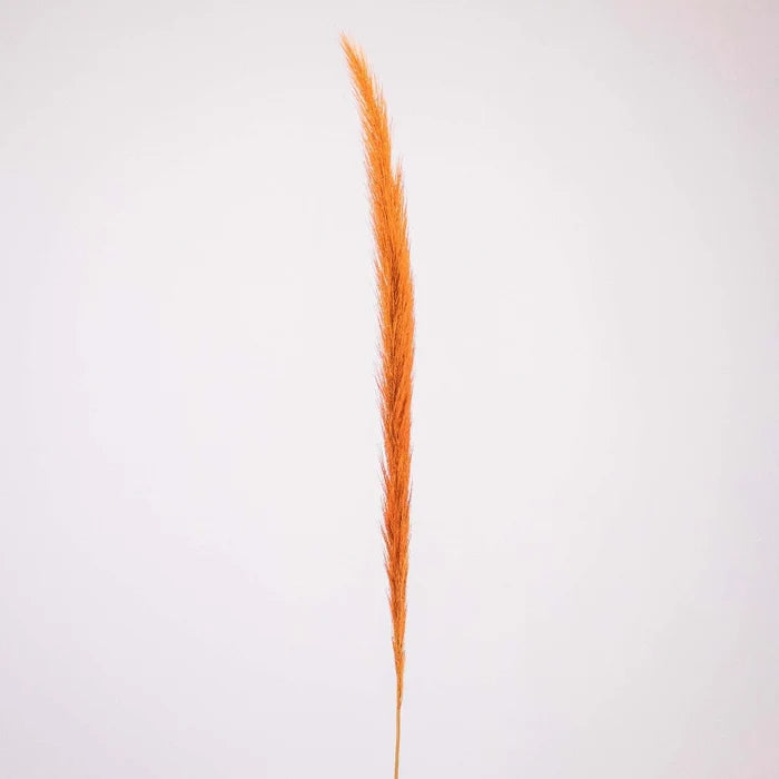 Brown Dried Pennisetum Flower Stem