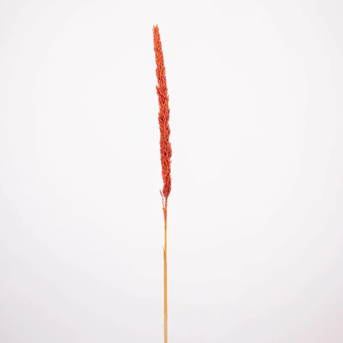 Brown Dried Typha Grass