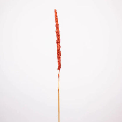 Brown Dried Typha Grass