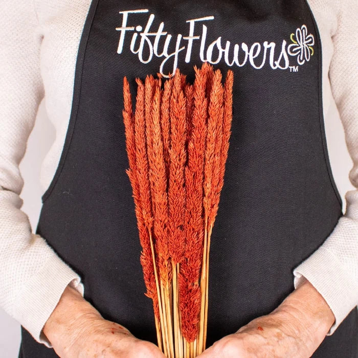 Brown Dried Typha Grass