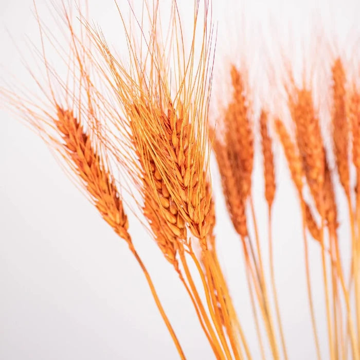 Brown Dried Wheat Grass