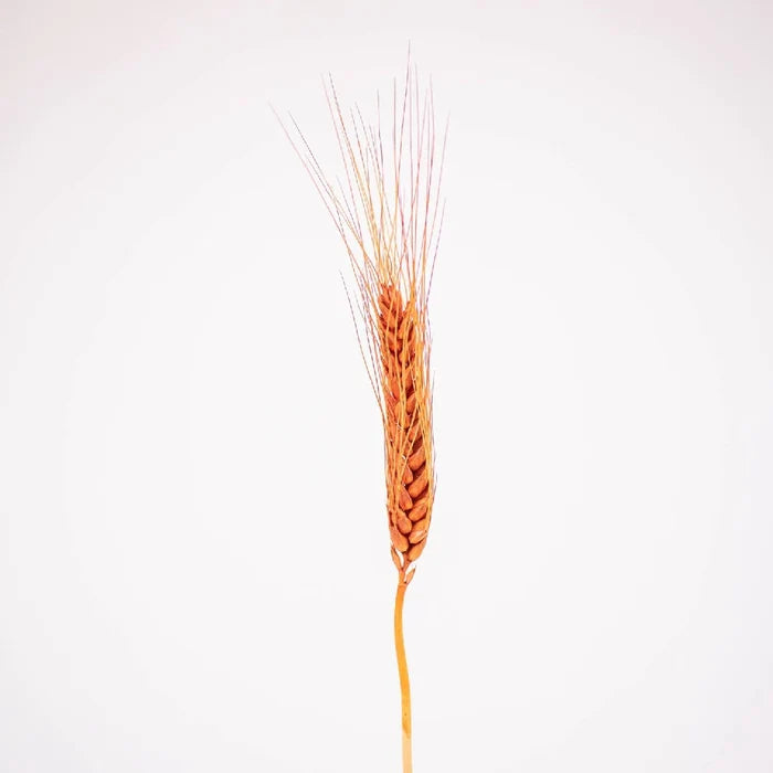 Brown Dried Wheat Grass