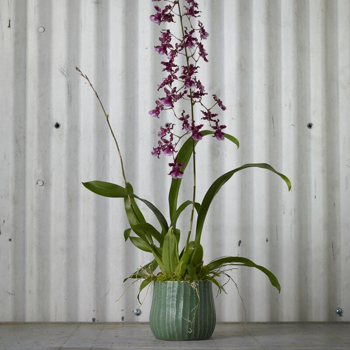 Ceramic Palmero Planter