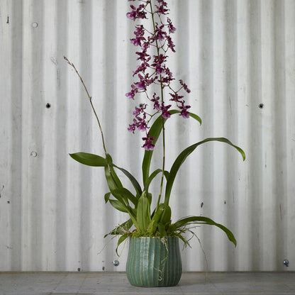 Ceramic Palmero Planter