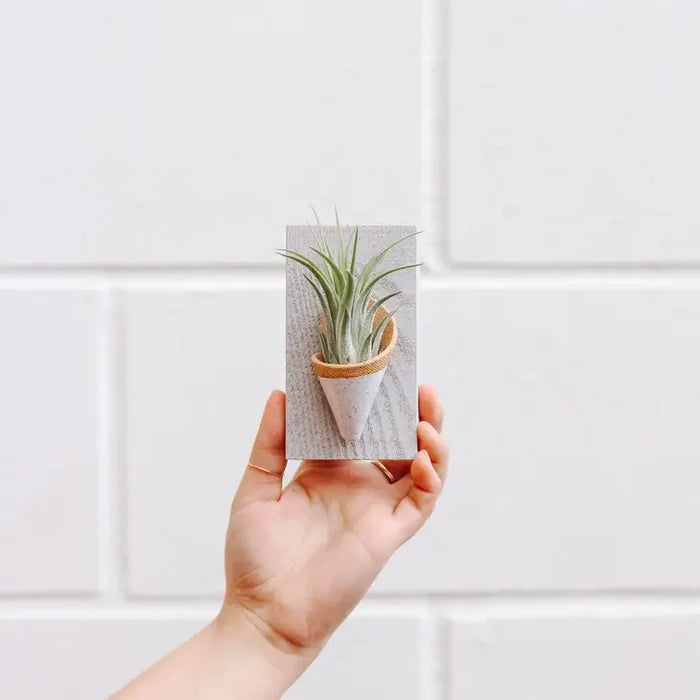 Ceramic Vase Wall Planter - Tiny