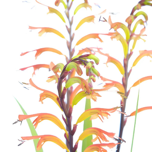 Colorful Crocosmia Flower
