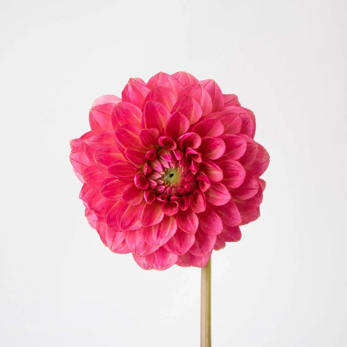 Cranberry Cocktail Dahlia Flower Stem