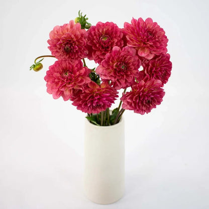 Cranberry Cocktail Dahlia Flower Bunch in Hand