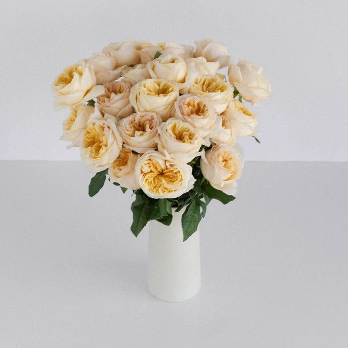 Cream Juliet Garden Rose Vase - Image