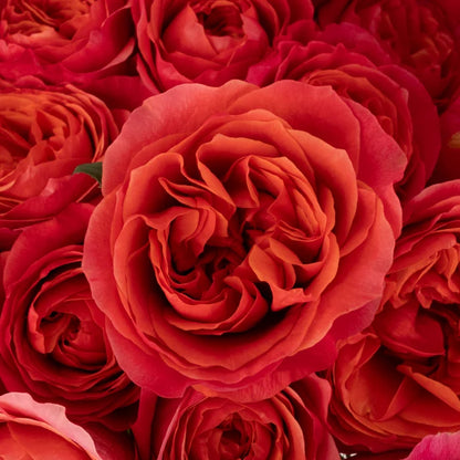 Hot Pink Garden Rose Close Up - Image