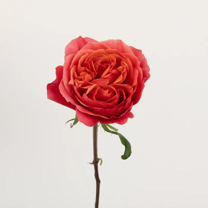 Hot Pink Garden Rose Stem - Image