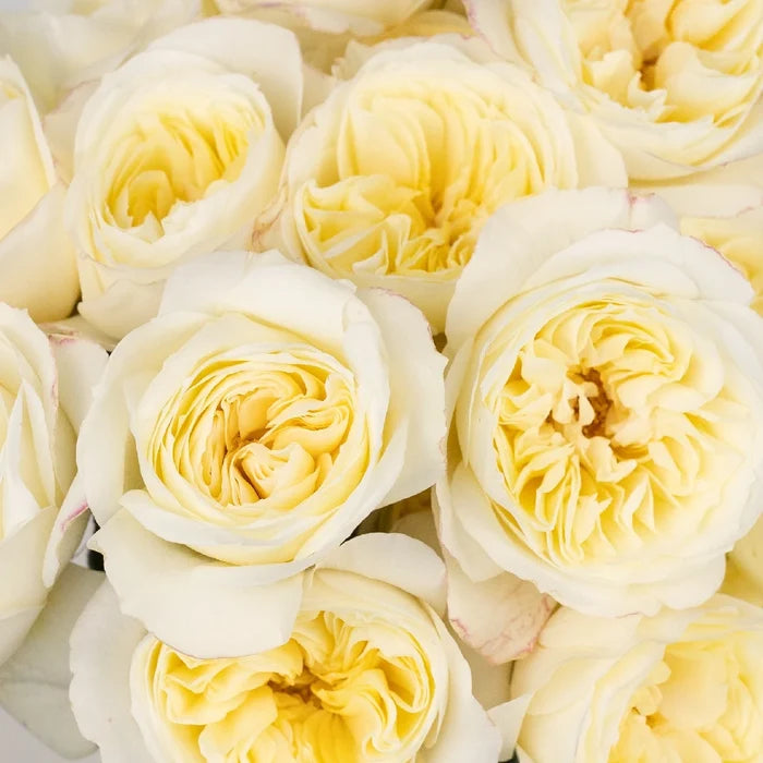 David Austin Ella Auswagsy Garden Rose Close Up - Image
