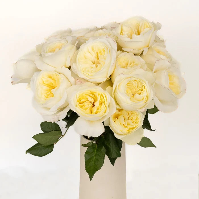 David Austin Ella Auswagsy Garden Rose Vase - Image