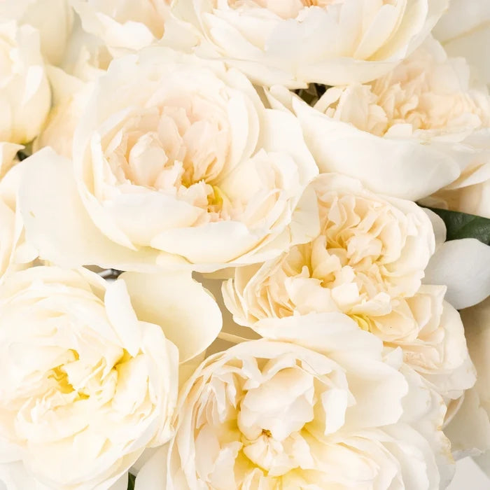 David Austin Purity Ausoblige Garden Rose Close Up - Image