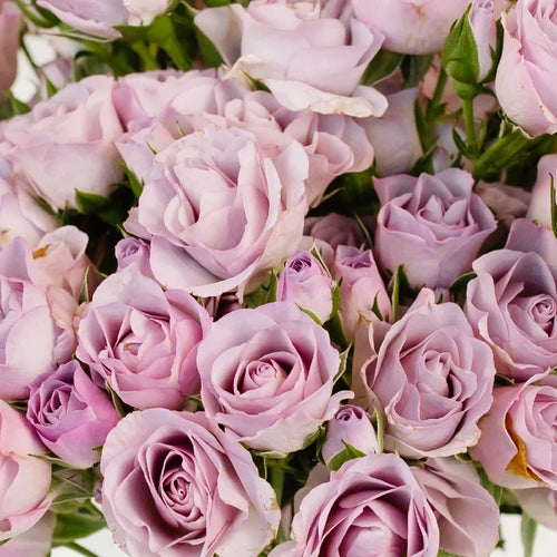 Delicate Lavender Spray Garden Rose Apron - Image