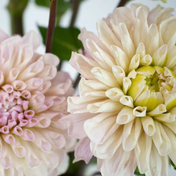 Cream Destiny Dahlia Flower Up Close