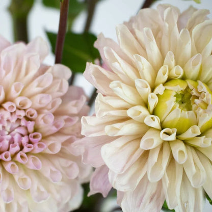 Cream Destiny Dahlia Flower Up Close