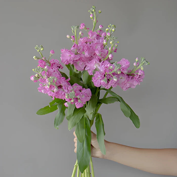 El Aleli Light Pink Stock Wholesale Flower Bunch in a hand