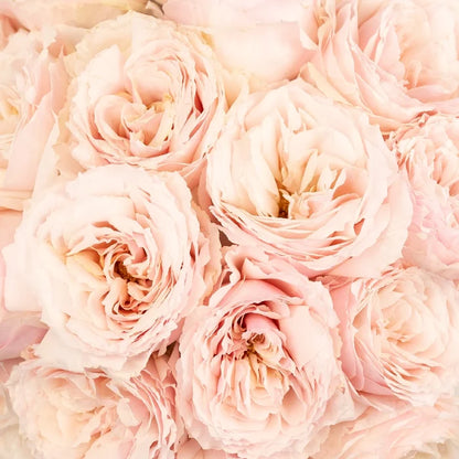 Ginger Cream Garden Rose Close Up - Image
