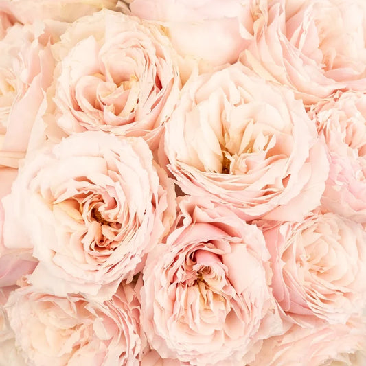 Ginger Cream Garden Rose Close Up - Image