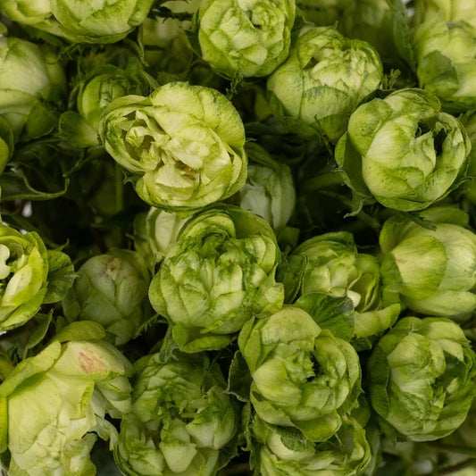 Princess Midori Spray Roses Close Up - Image