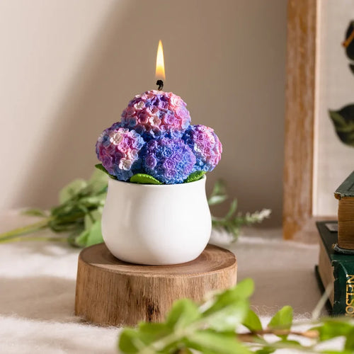 Hydrangea
