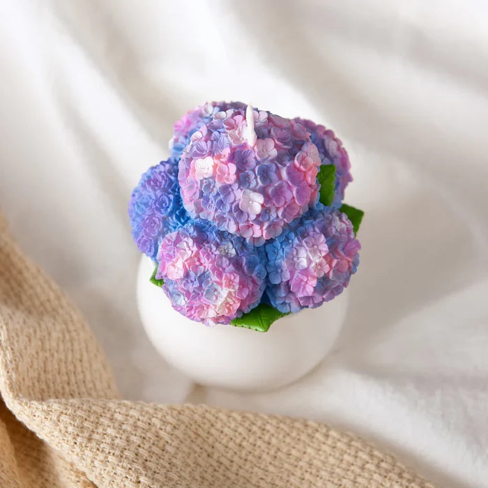 Hydrangea
