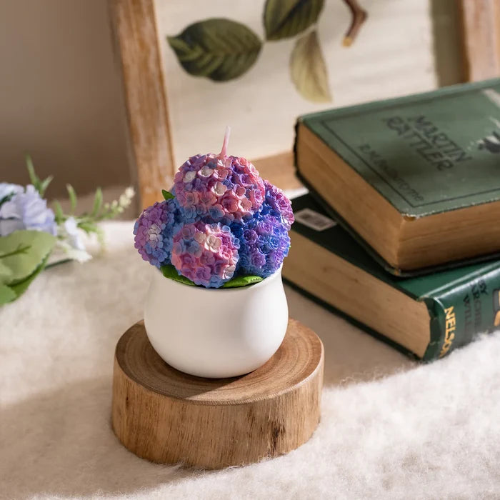 Hydrangea