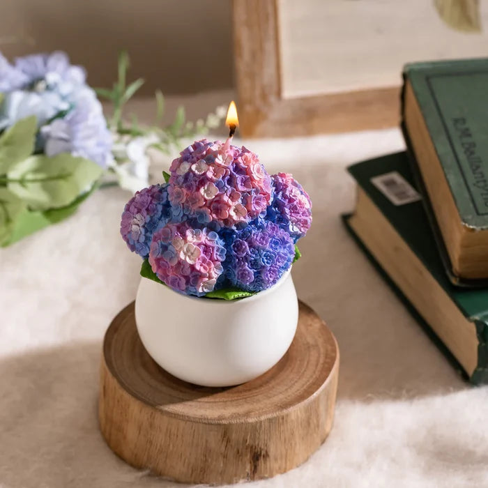 Hydrangea