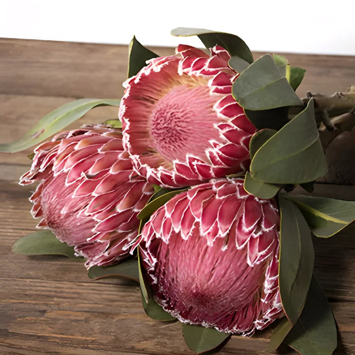 Pink impressive protea bulk wedding flower