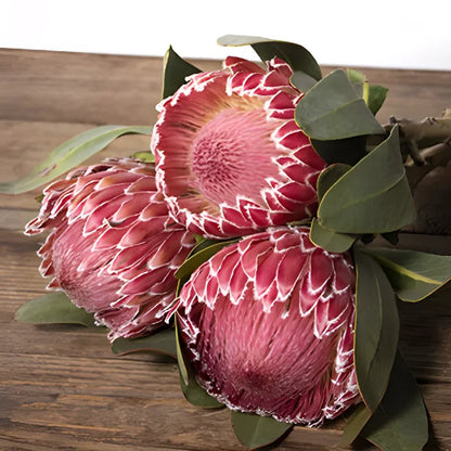 Pink impressive protea bulk wedding flower