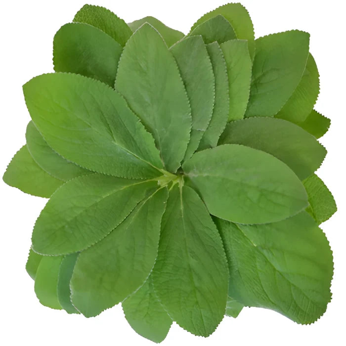 Lamb's Ear Greenery