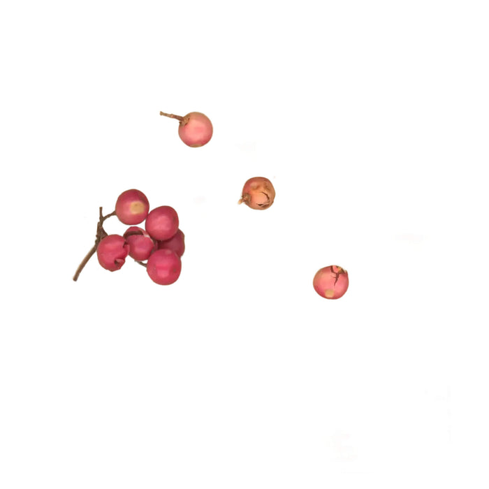 Monastery Matte Body Oil Lapiz Ingredient - Pink Peppercorn