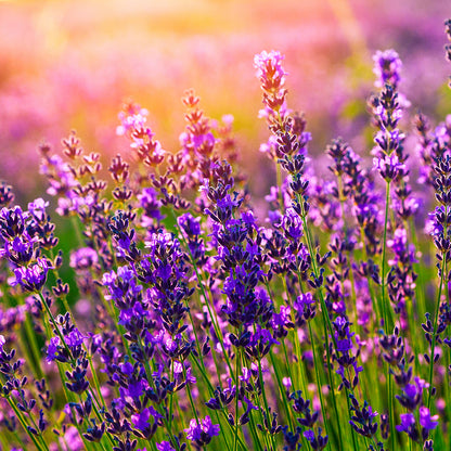 Lavender 40/42 Essential Oil - 100% Pure 139