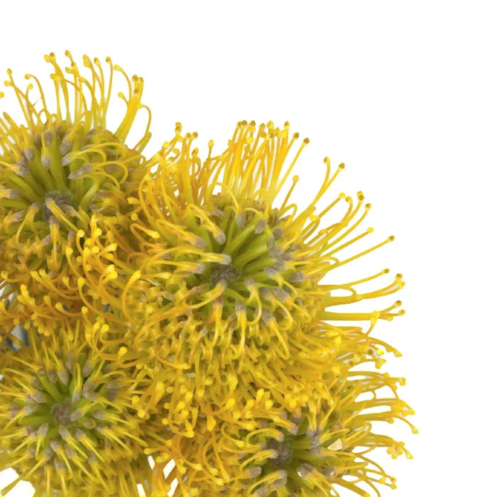 Lemon Twist Pin Cushion Flower Close Up - Image
