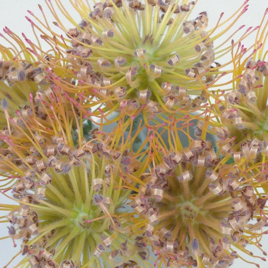 Lemonade Pin Cushion Flower Close Up - Image