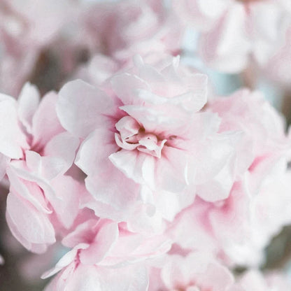Light Pink Fresh Spray Stock Flower Close Up - Image