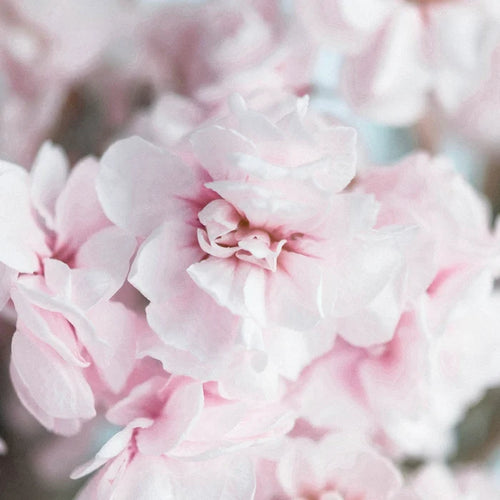Light Pink Fresh Spray Stock Flower Close Up - Image