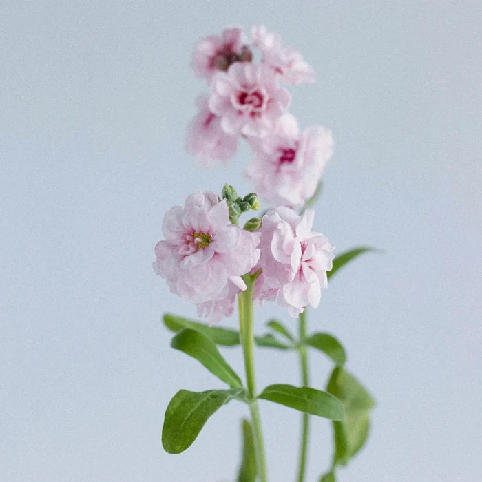 Light Pink Fresh Spray Stock Flower Stem - Image