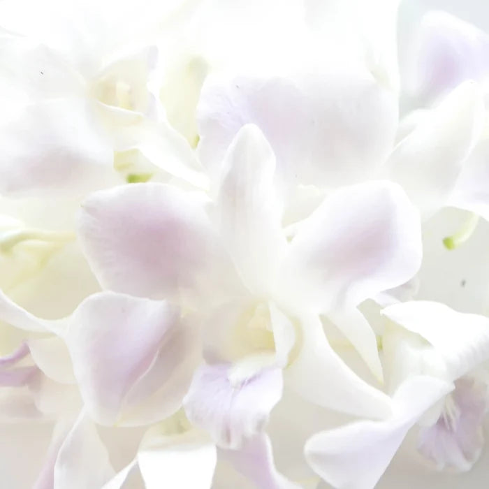 Lilac Mist Loose Orchid Blooms Close Up - Image